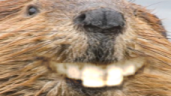 xddBober emote