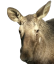 Hej