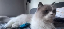 синг emote