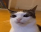 SaneCat