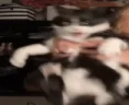 THAT emote