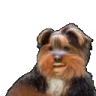 bbJAMMER emote