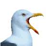 SeagullGiggles emote