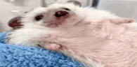 Chillin emote