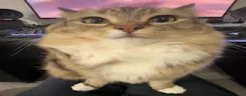 scooter emote