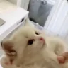 mya emote