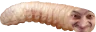 pradLichinka