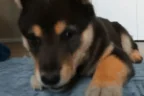 NOM emote