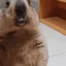 Abusing emote