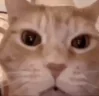 чв emote