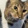 umm emote