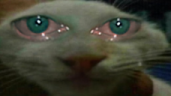 unsdd emote