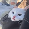 beb emote