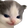 CatHehe