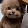 chevoblyat emote