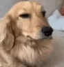 duuh emote