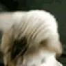 EZ emote