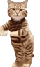 CatTime4 emote