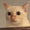 umm emote