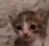 plaksa emote