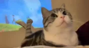 zaika emote