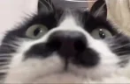 kuh emote