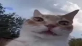 DELUSION emote
