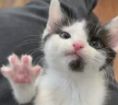 4 emote