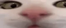 plunk emote