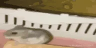 RataJu emote