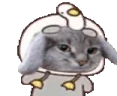 Cabbigle emote