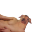 Dogre