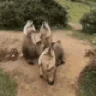 war emote