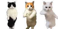CatTimeAll emote