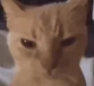 stupidpieceofshit emote