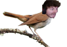 GraycenBird emote
