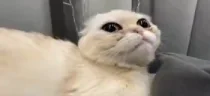 Meow emote