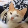 TheCopsy emote