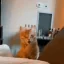 catwow
