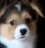 eh??? emote