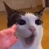 qsi emote