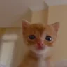 jih emote