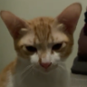 alyannoyed emote