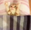 splu emote