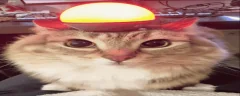 AlertTheCatStartsItsEngine emote
