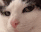 sussyPlink
