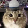 CatAlert emote