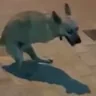 Cuco emote