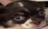 Pudj emote