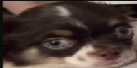 Pudj emote